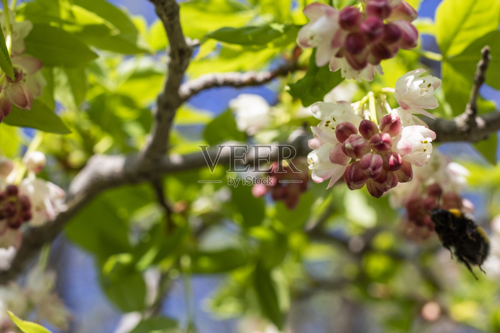 格鲁吉亚的琼戈利薄壳植物开花。照片摄影图片