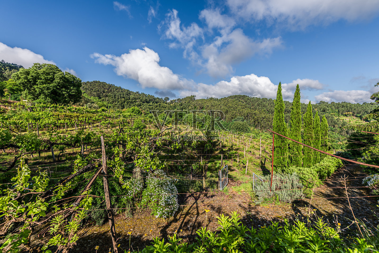 Quinta Da Pousadela照片摄影图片