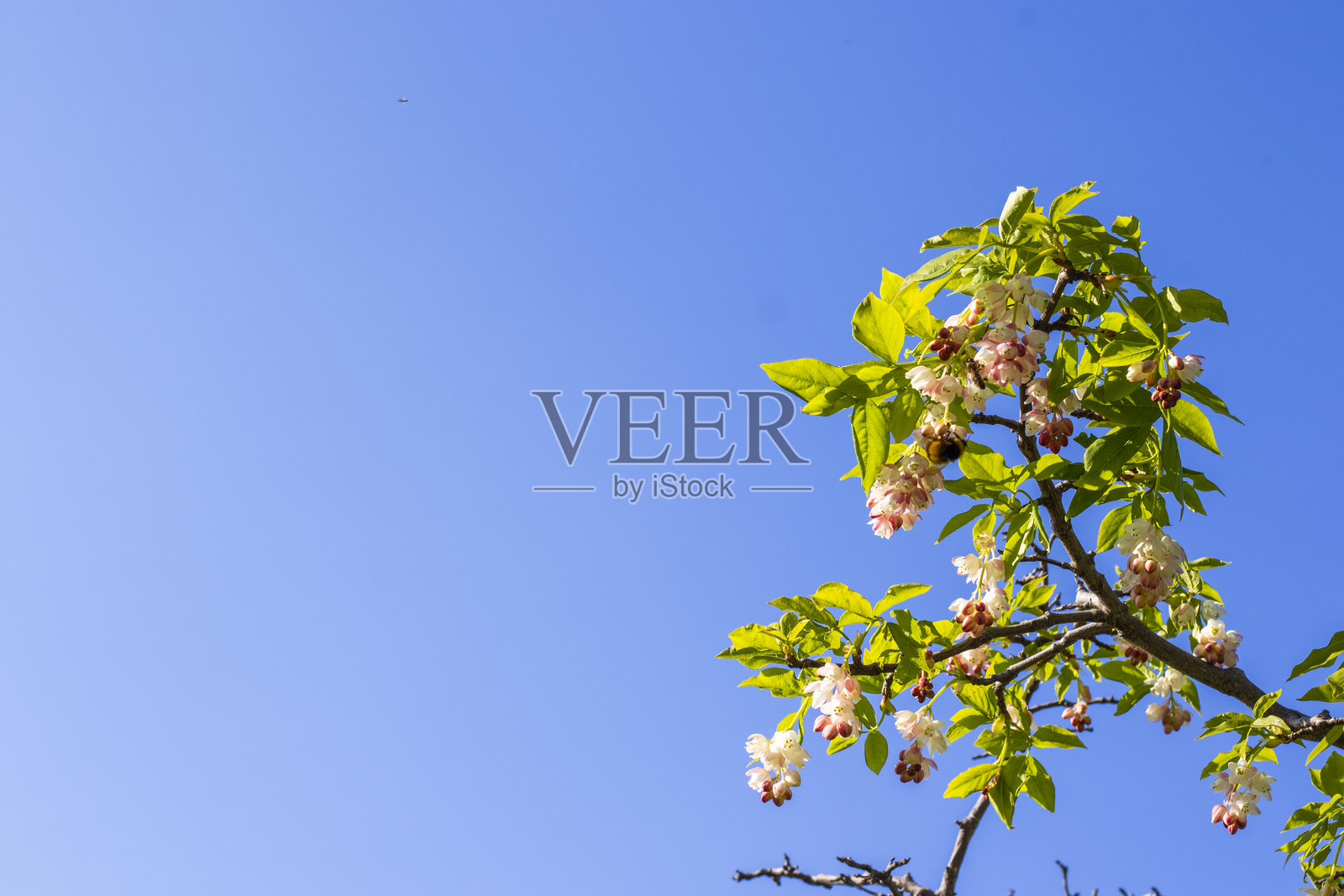 格鲁吉亚的琼戈利薄膜植物开花。照片摄影图片