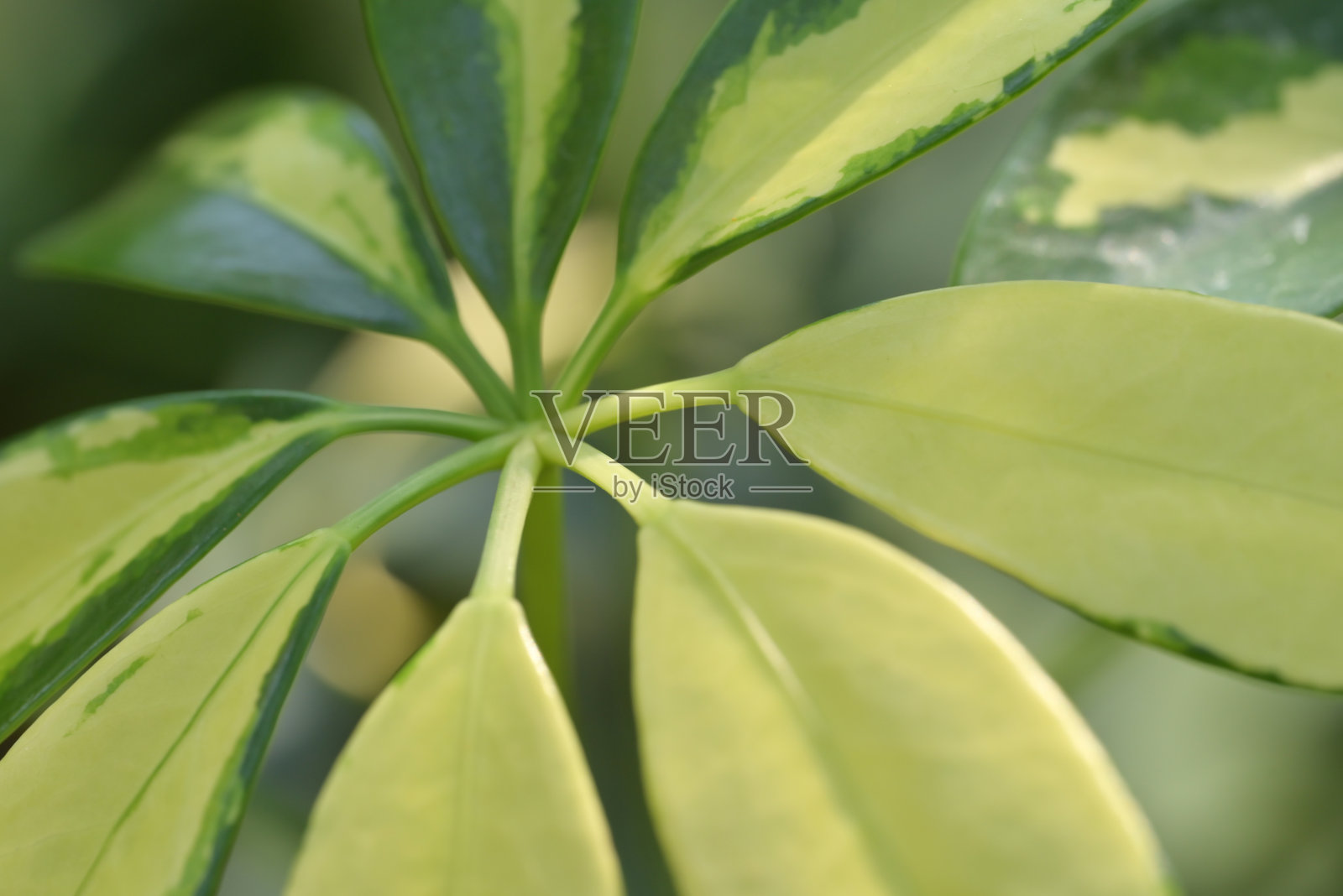 伞树（Schefflera）叶子的特写，展示了它们的放射状排列和绿色与浅黄色的杂色，是一种用于花园装饰的观赏植物。照片摄影图片