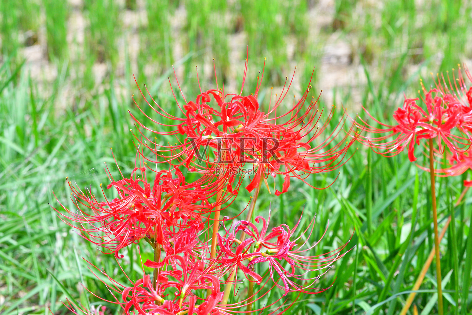 彼岸花（红蜘蛛百合）照片摄影图片