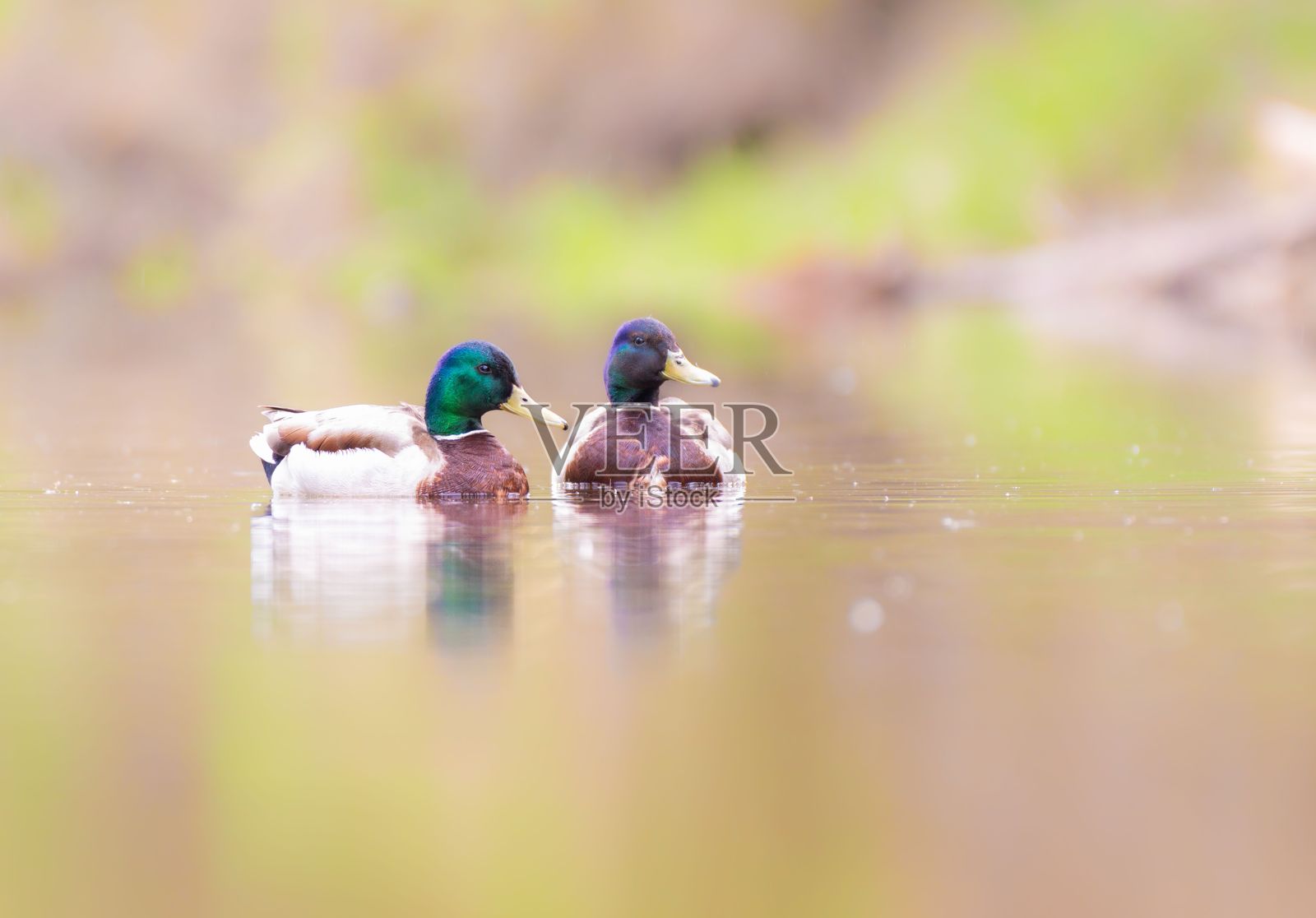 宁静池塘上的野鸭照片摄影图片