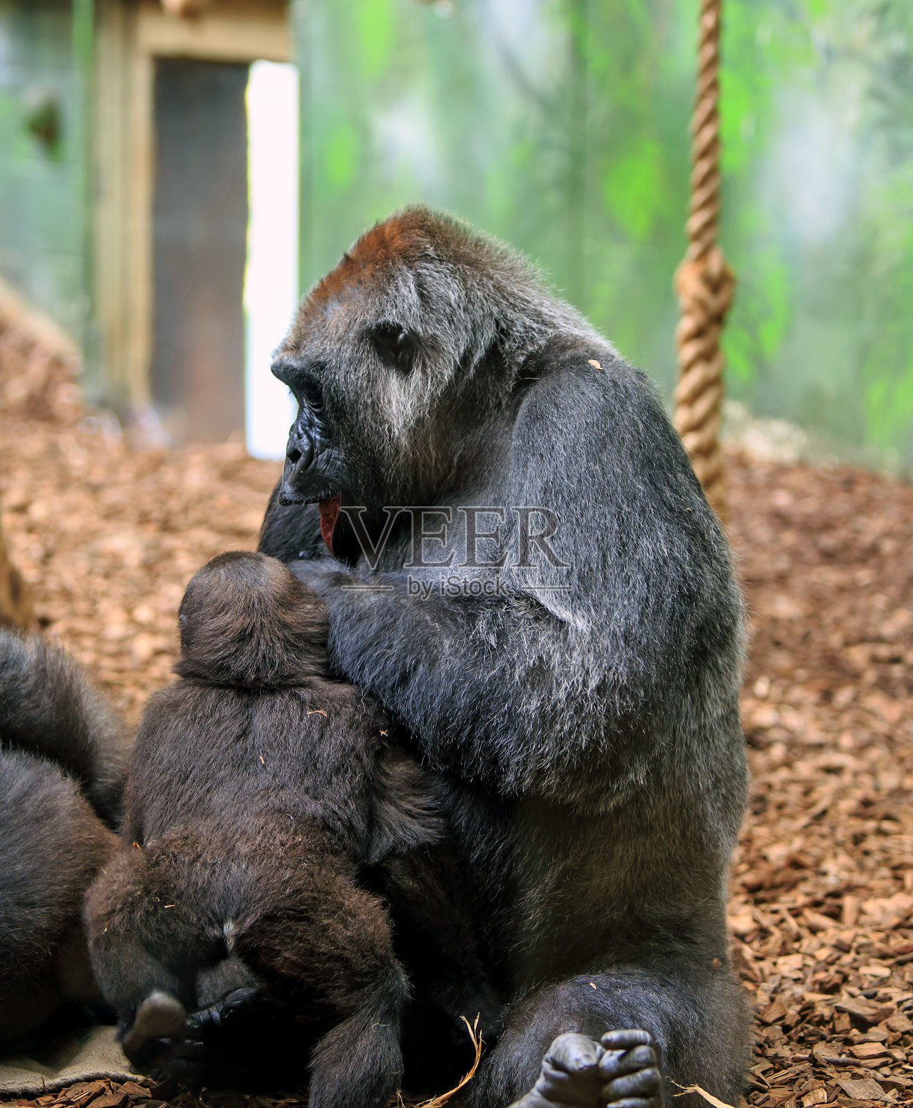 母猩猩给宝宝一个拥抱照片摄影图片