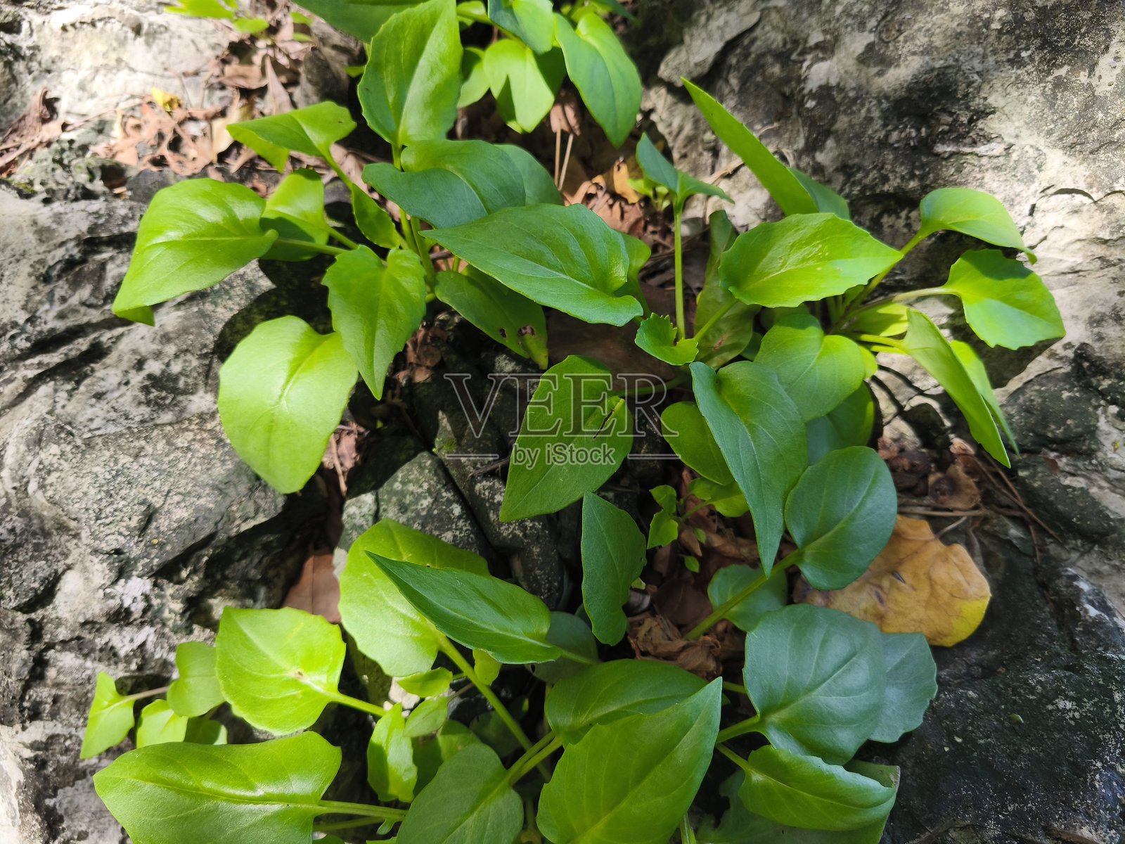 一种矮小的单叶绿色灌木树，长有小黄花，花朵在长茎上，生长在海边的浅灰色岩石上，成群出现。照片摄影图片