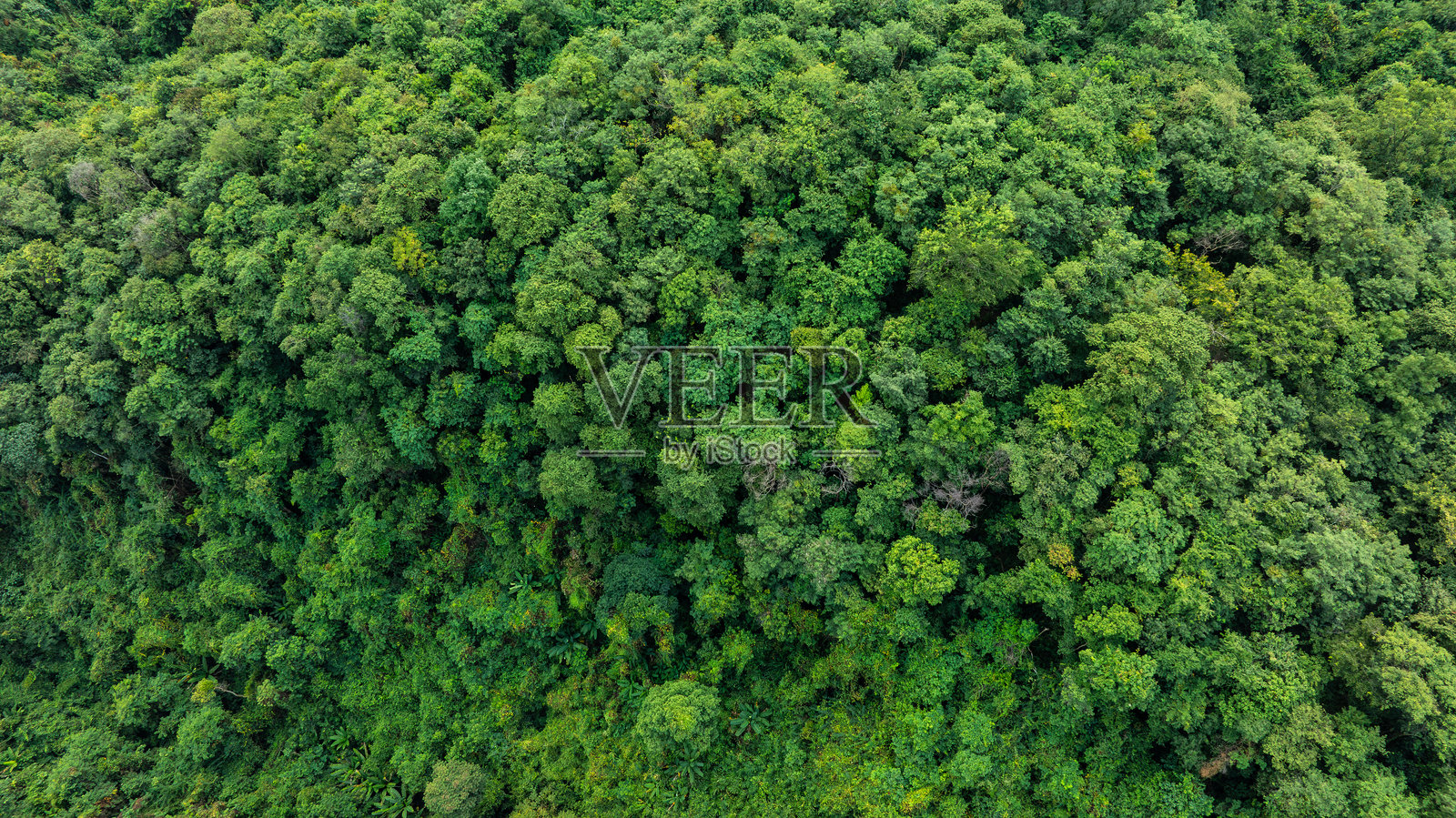 俯视图，混合森林的鸟瞰图，绿色的落叶树木与雾气云层。热带雨林丰富的自然生态系统概念与保护和自然再造林有关。照片摄影图片