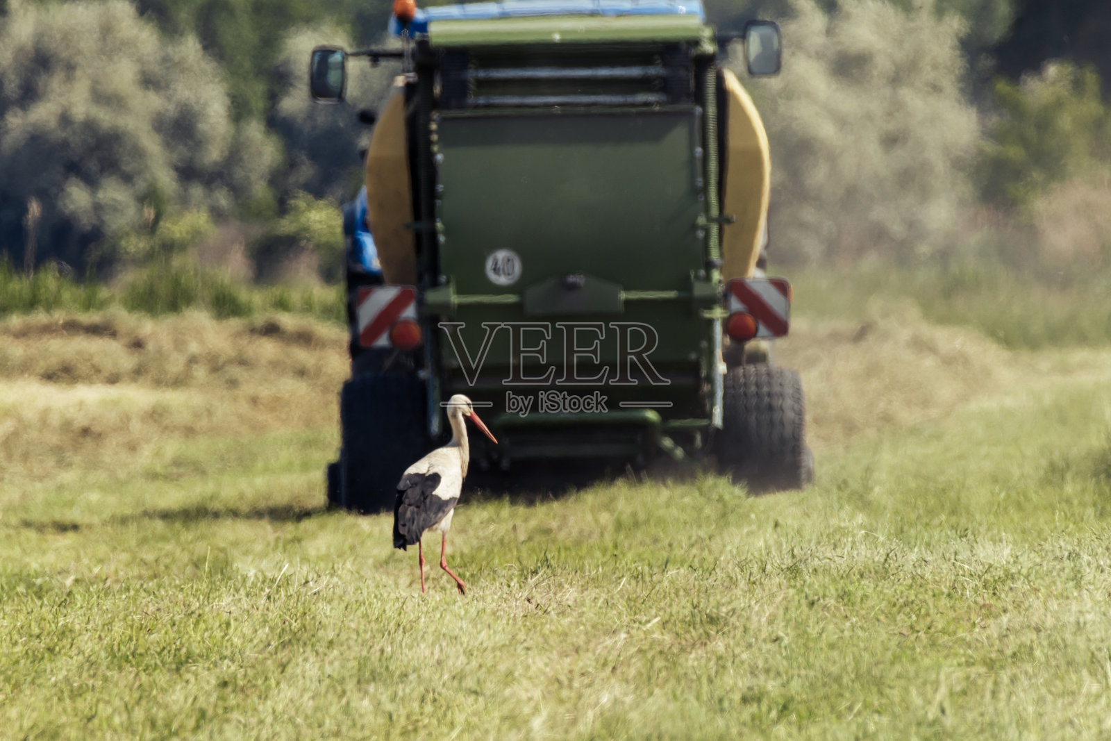 鹳在割过的草地上走，前面是一辆拖拉机照片摄影图片