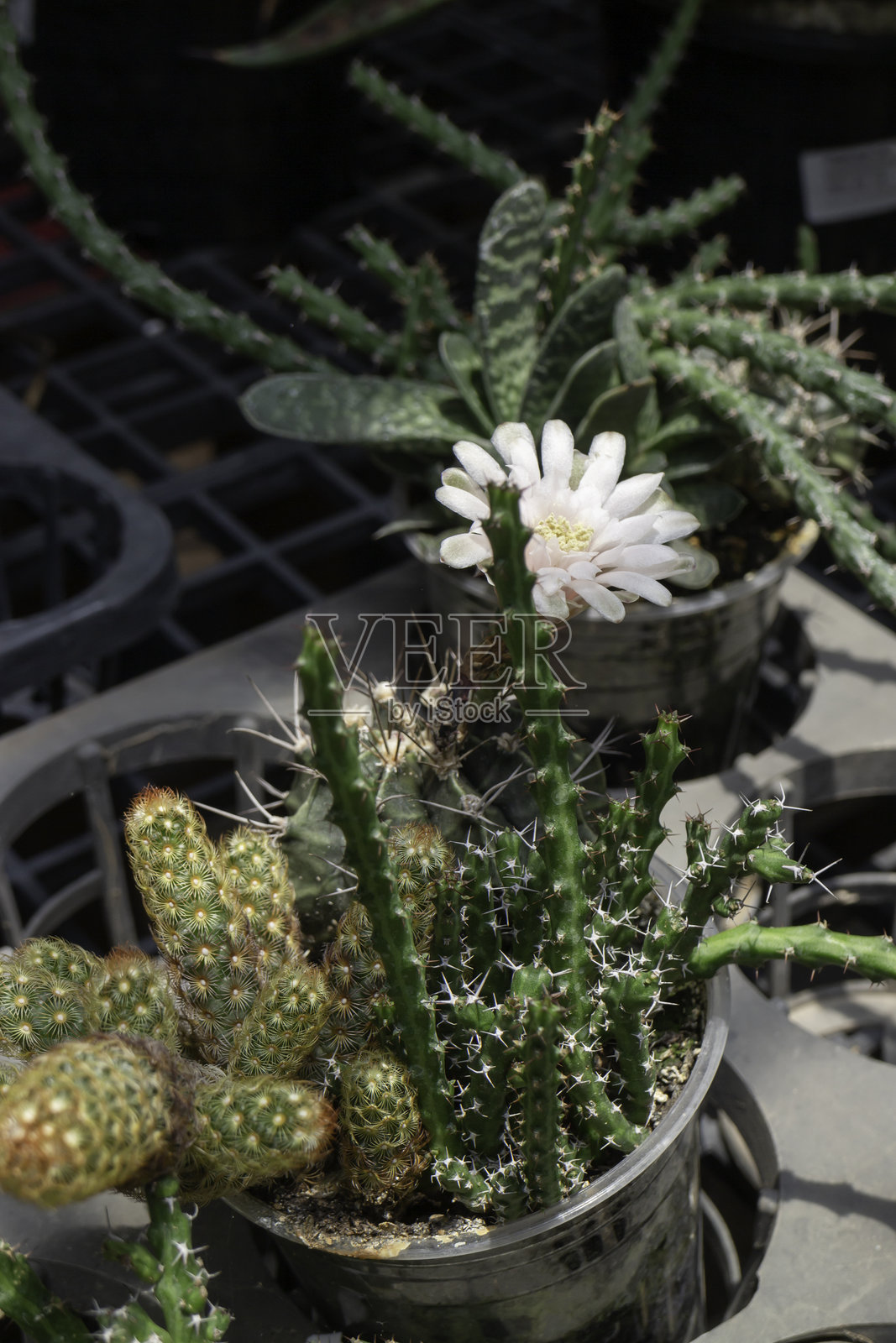 花市中的各种植物和花卉照片摄影图片