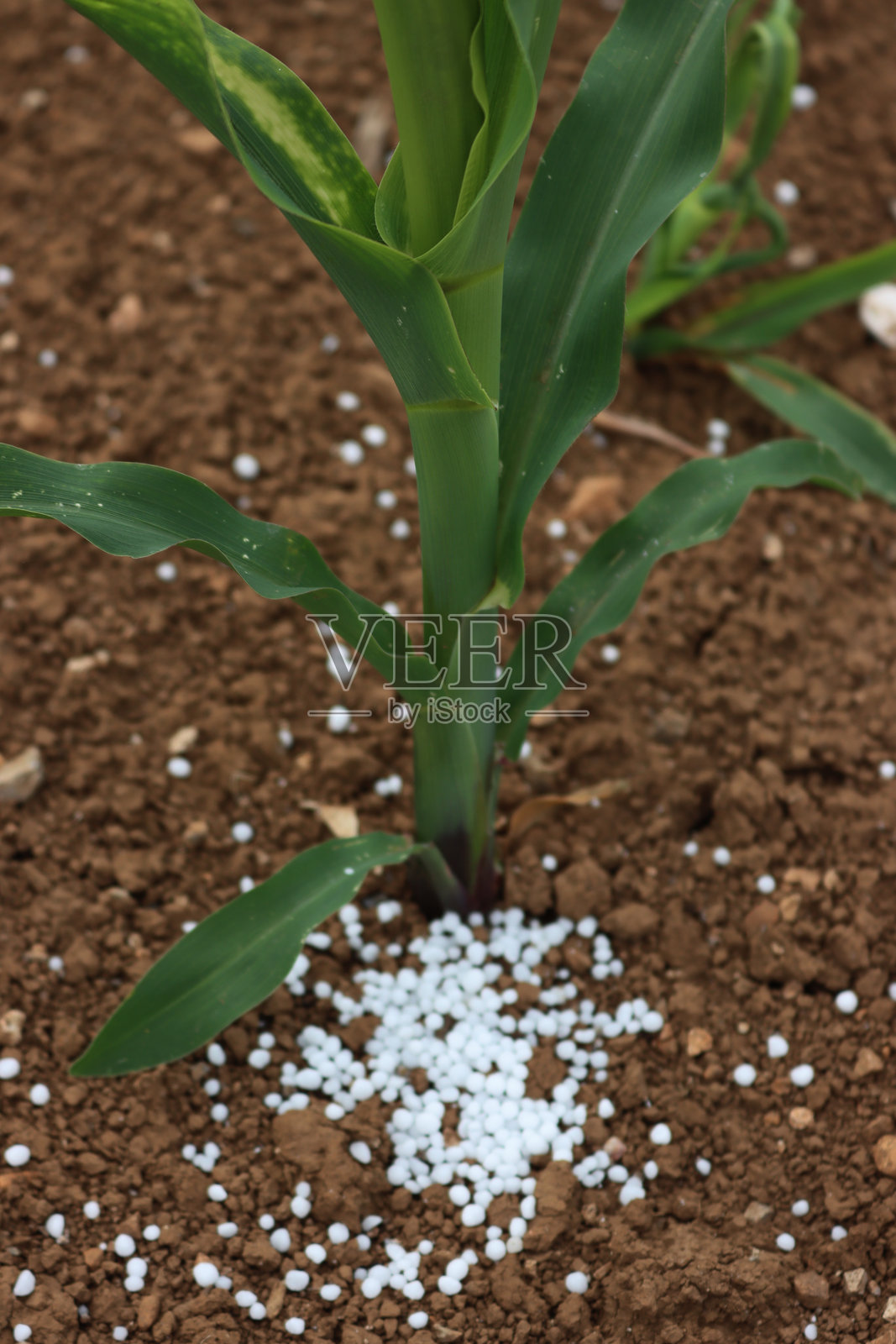 玉米植物旁的白色颗粒肥料照片摄影图片