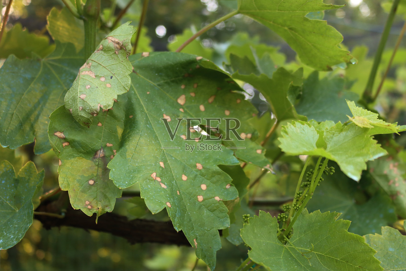 葡萄园中带有黑腐病的绿色藤叶特写照片摄影图片