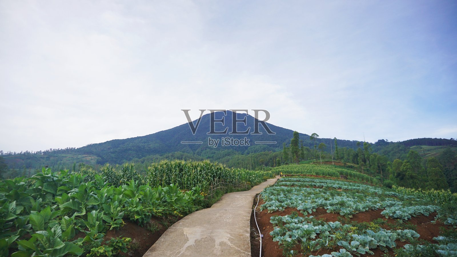 美丽的自然山景，自然山丘全景，晨曦下的Cikuray山和绿色坡地在明亮的蓝天映衬下。照片摄影图片