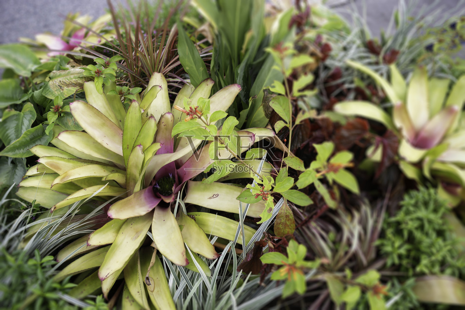 花市中的各种植物和花卉照片摄影图片