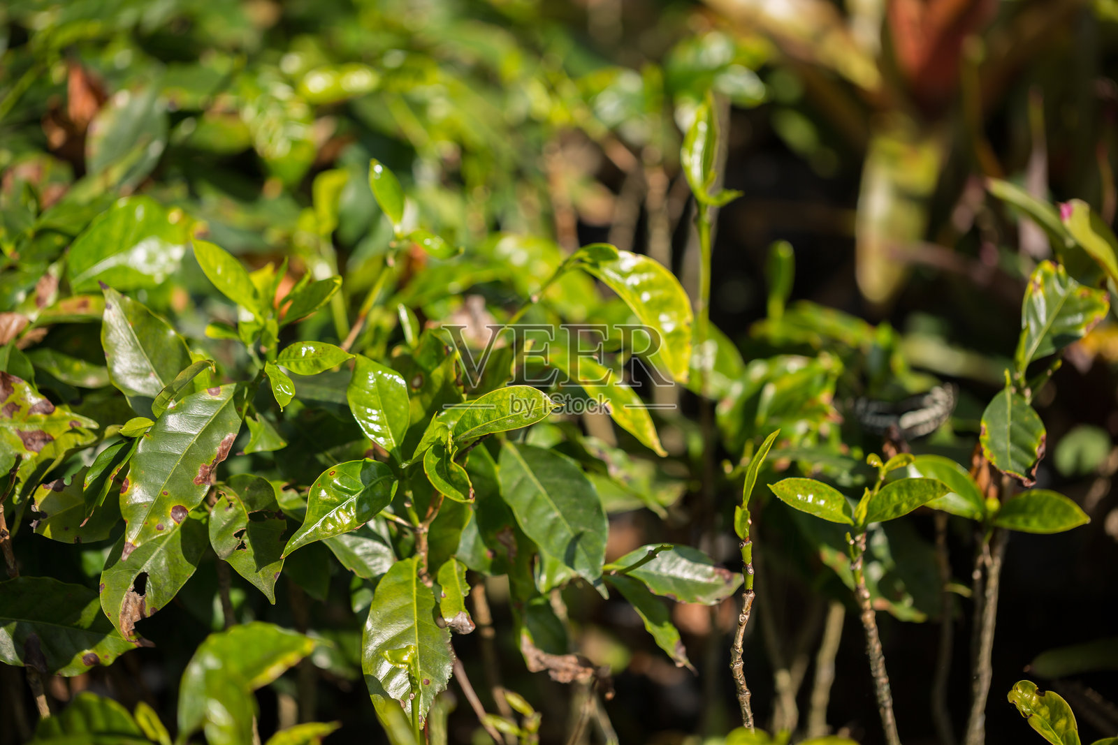 智能农业技术水培新鲜园艺产品农业促进农民理念幼苗咖啡壶特写新鲜绿色植物树木农场生长模糊背景有机花园培育照片摄影图片