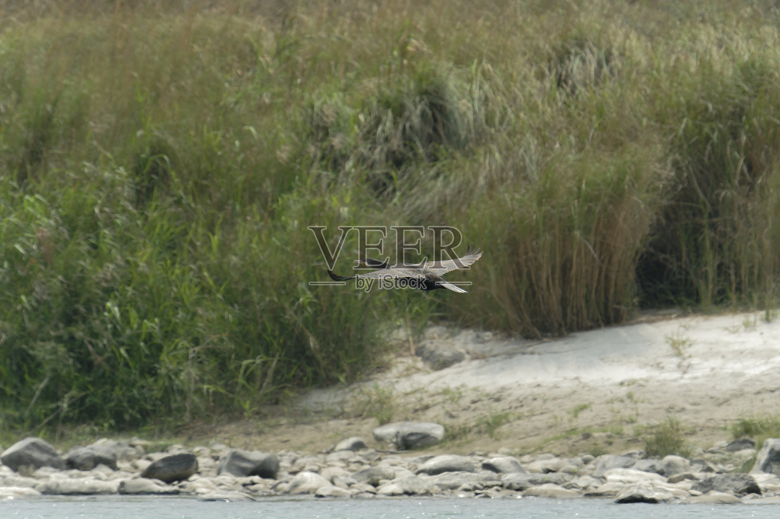 大鸬鹚在飞行中照片摄影图片