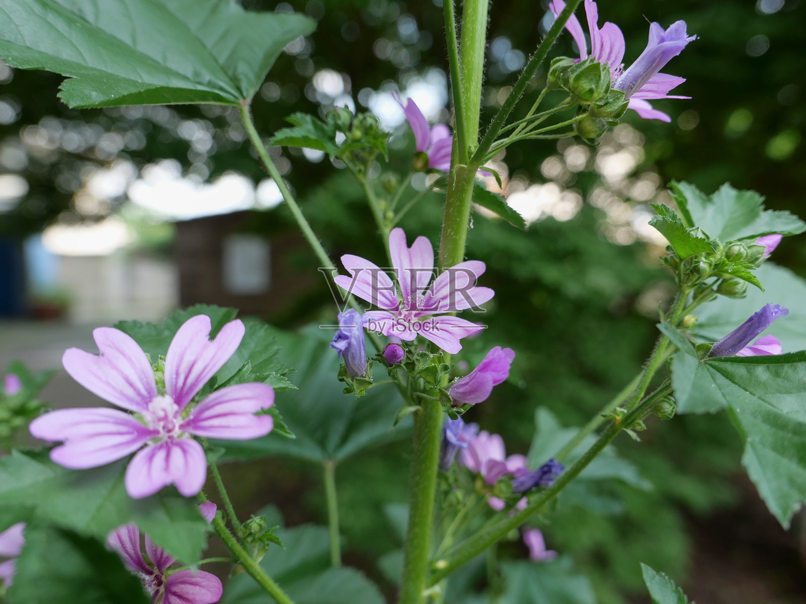 锦葵花 植物学名：Malva silvestris照片摄影图片