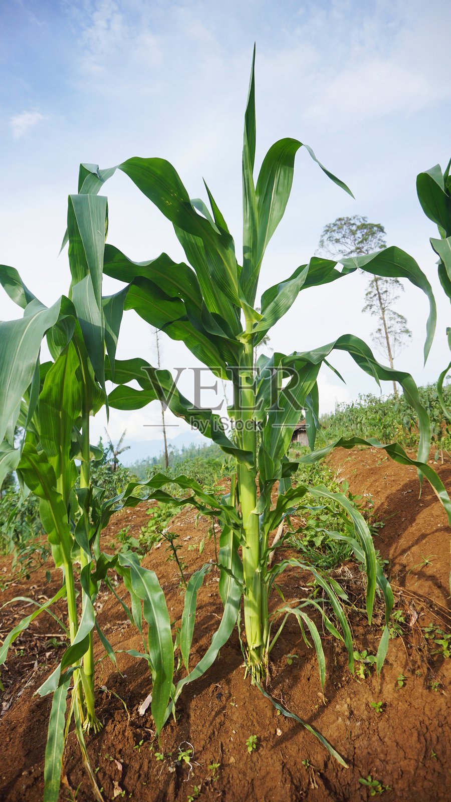 玉米种植园在雄伟的山丘上可见，绿枝摇曳。照片摄影图片