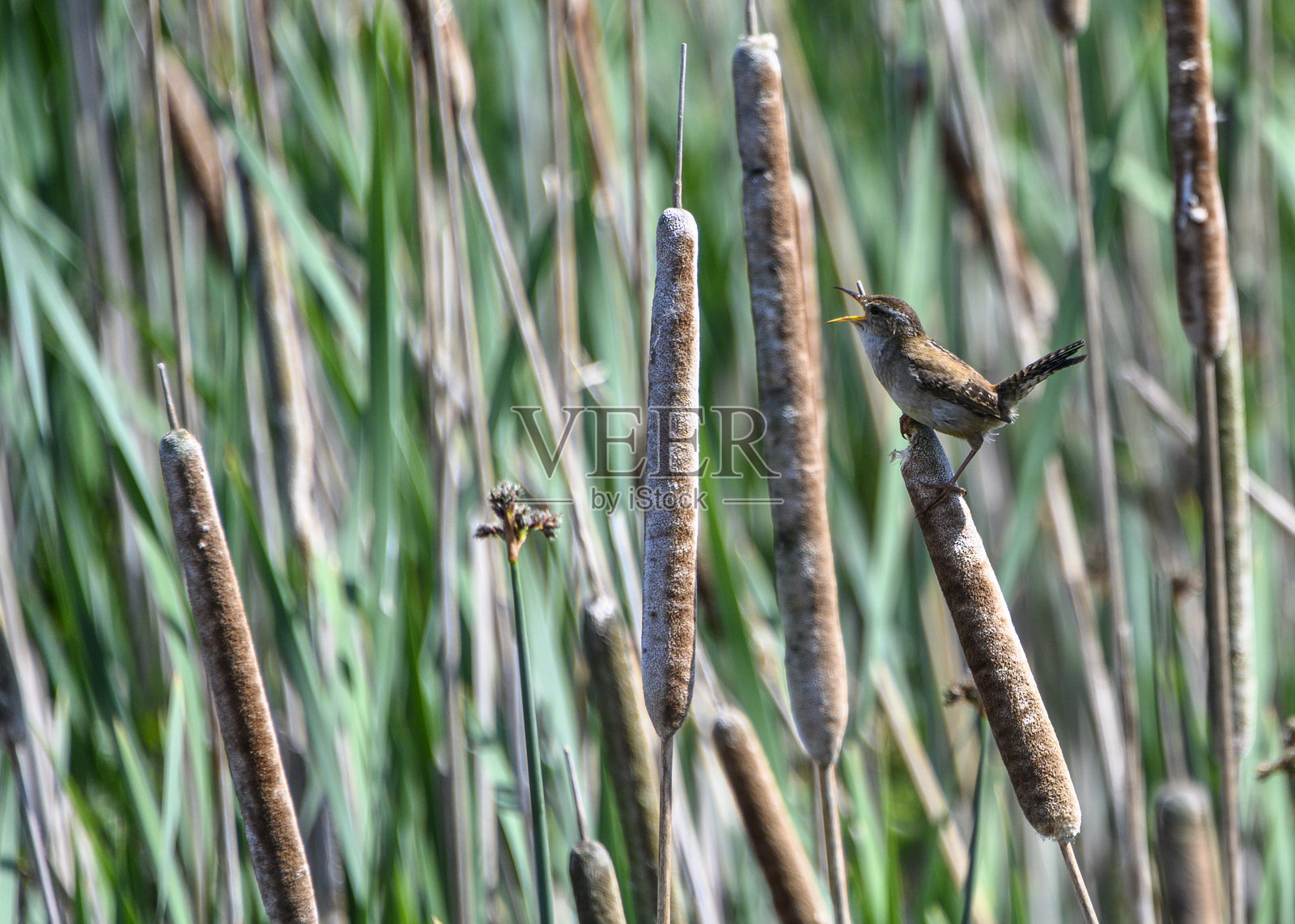 在湿地栖息地中，阳光明媚的日子里，鸟儿在芦苇上歌唱照片摄影图片