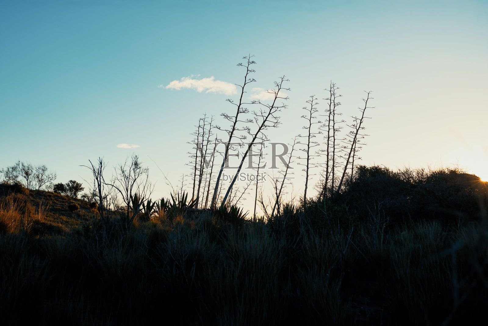 一片高草地，背景有几棵树。照片摄影图片