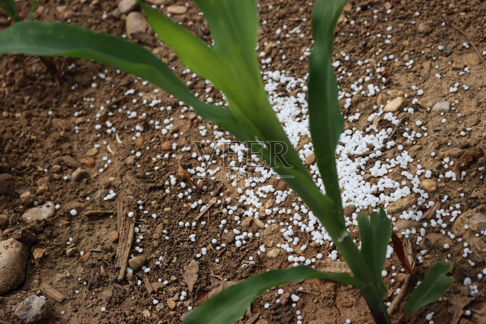 玉米植物旁的白色颗粒肥料照片摄影图片