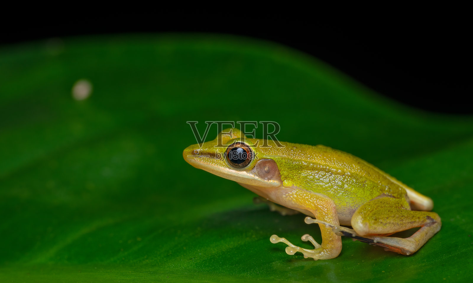 铜颊蛙。苏门答腊照片摄影图片