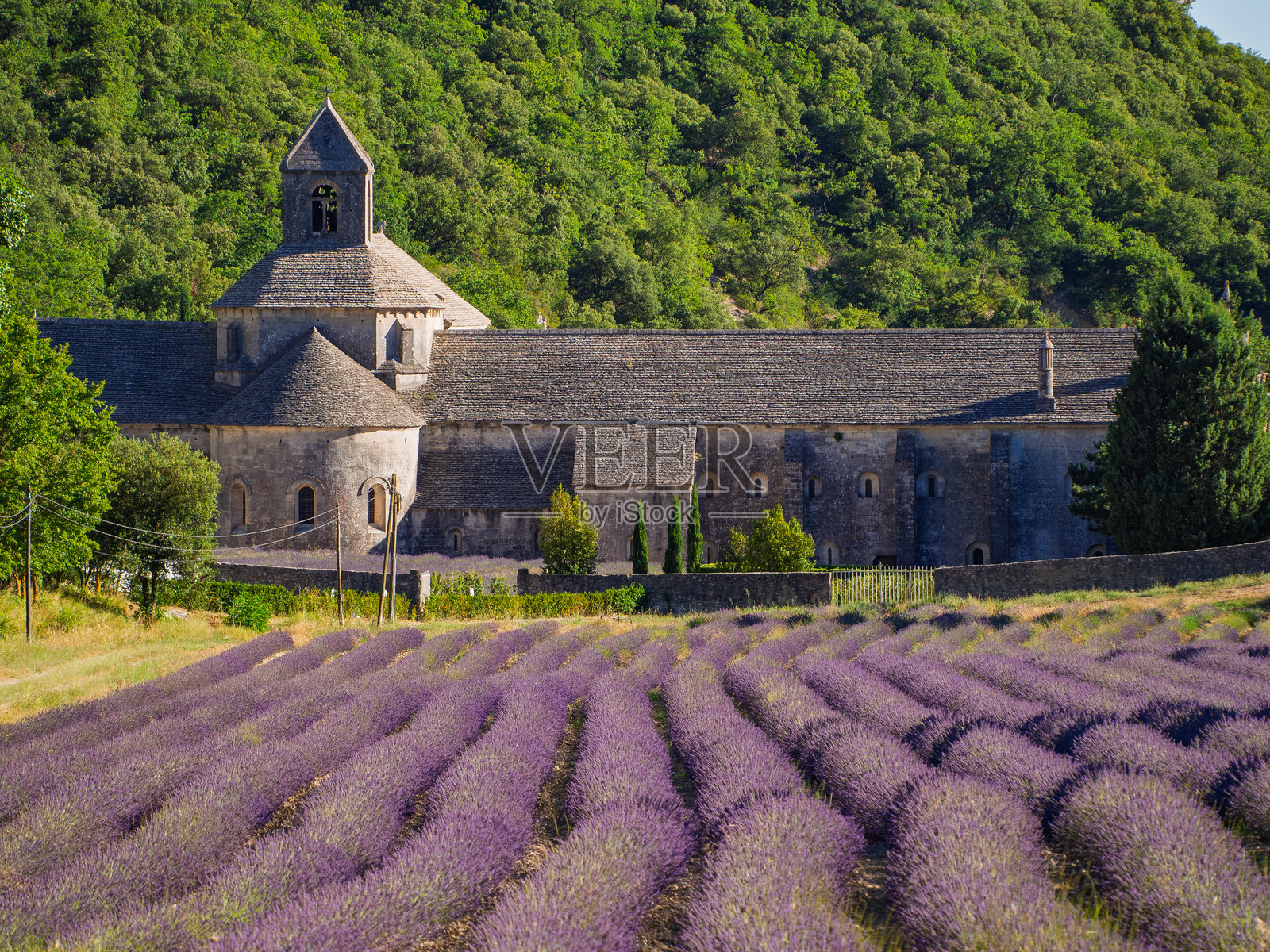普罗旺斯的塞南克修道院与薰衣草田照片摄影图片