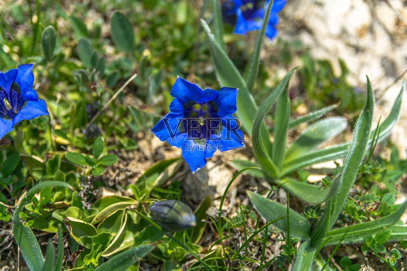 库内奥阿尔卑斯的春天：浩瀚而壮观的花朵为草甸涂上千姿百态的色彩照片摄影图片
