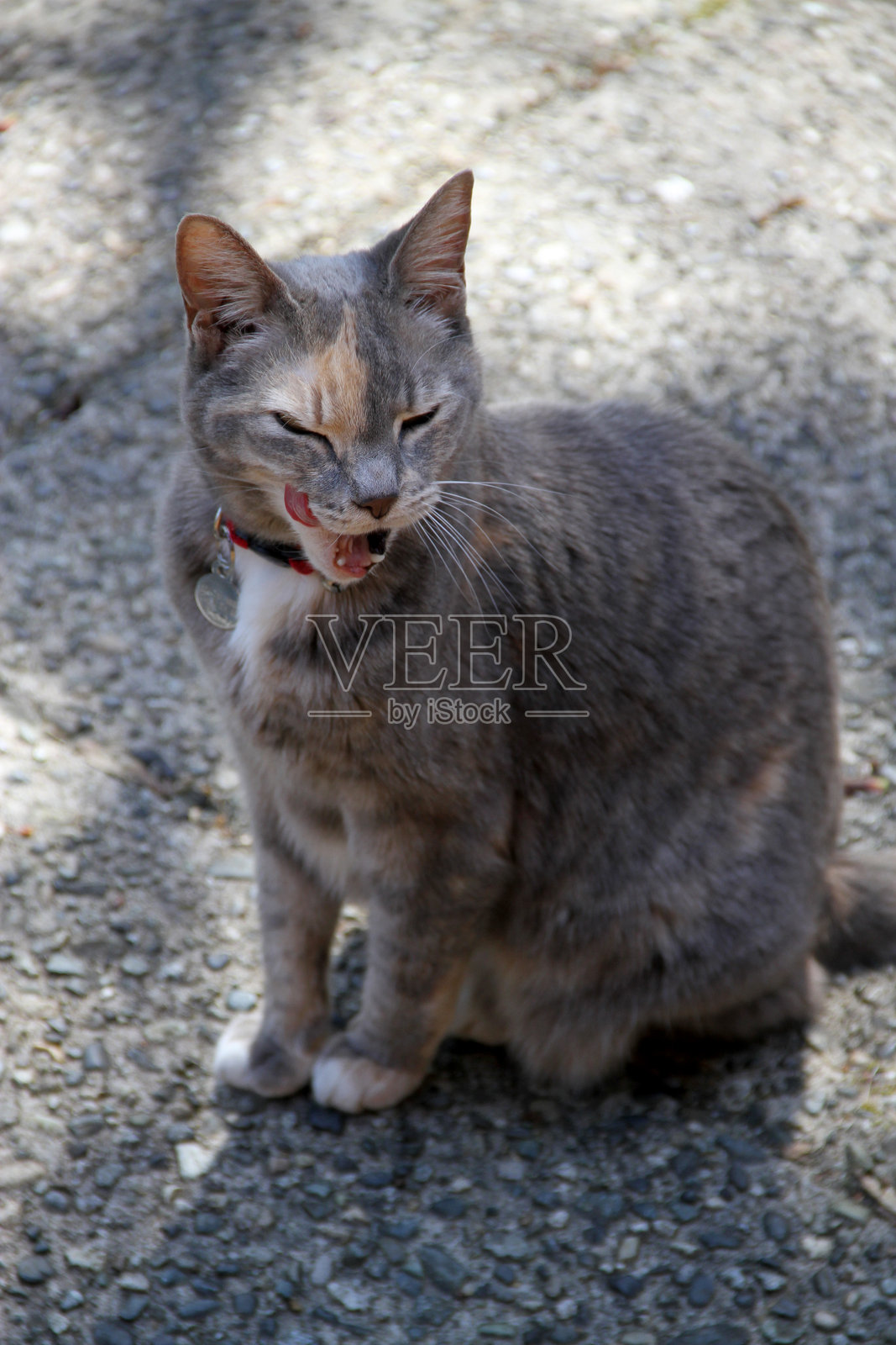 猫咪的安静时光照片摄影图片