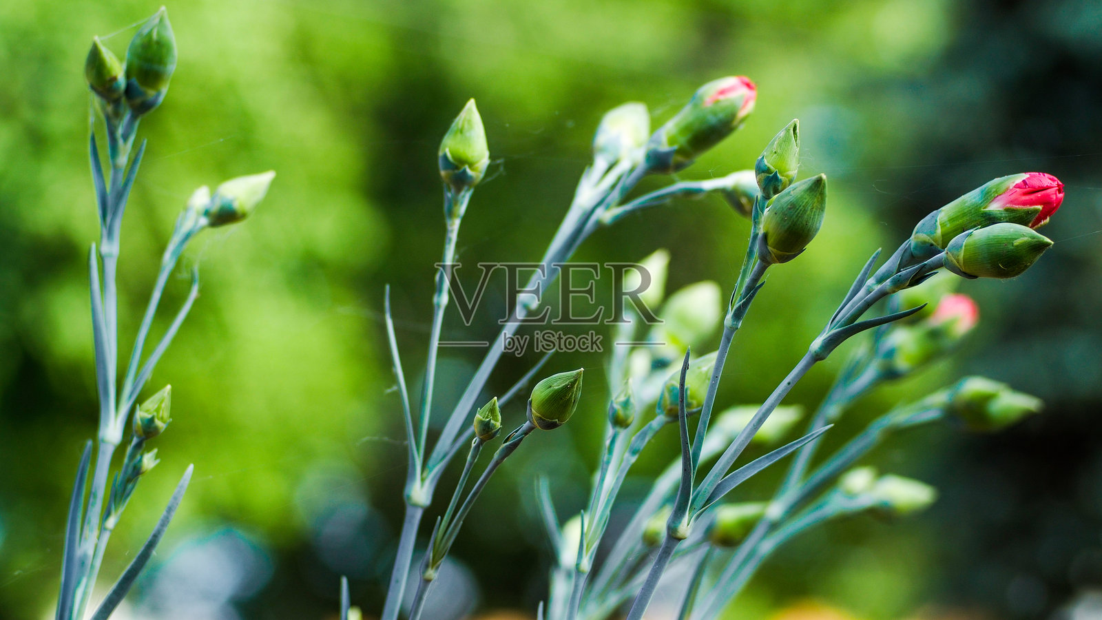 花卉特写镜头照片摄影图片