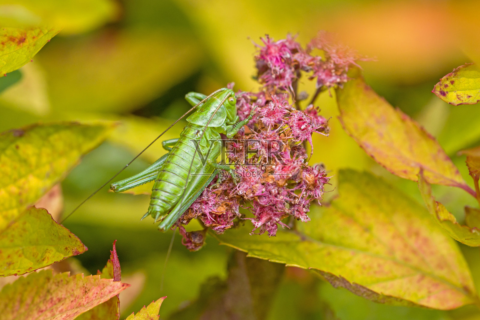 从上方俯视的小绿蝈蝈，停在粉色花朵和黄色叶子上。照片摄影图片