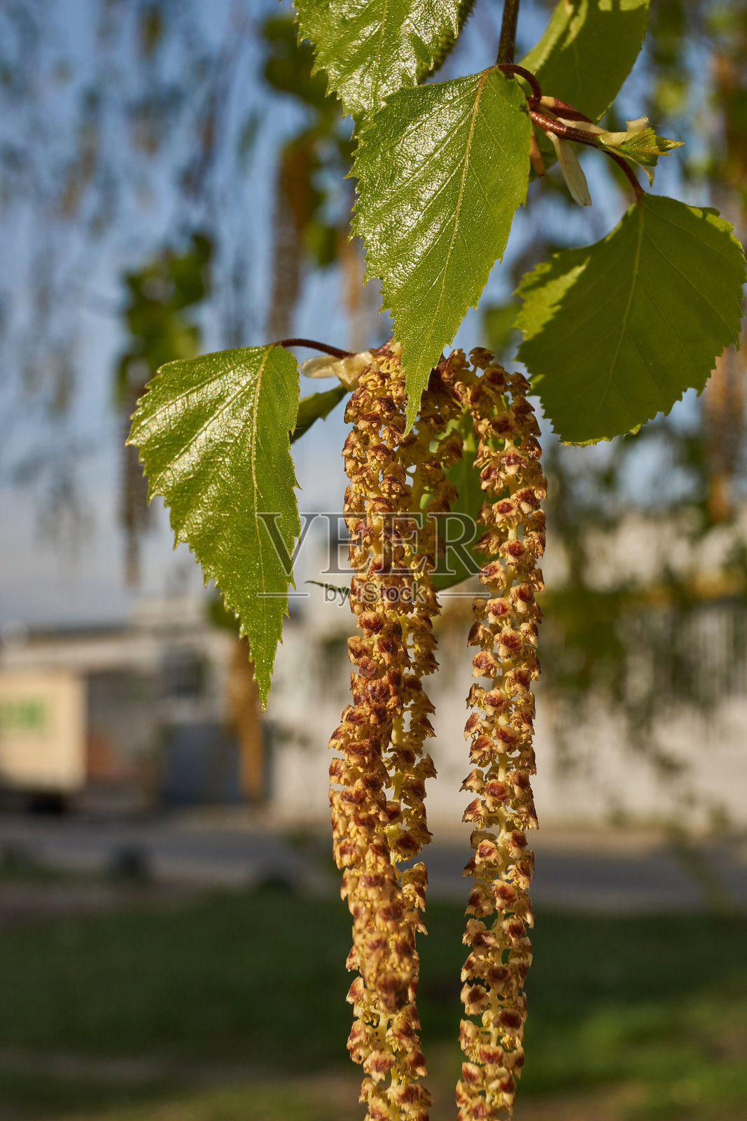 白桦树的雄蕊耳环在早春绽放。照片摄影图片