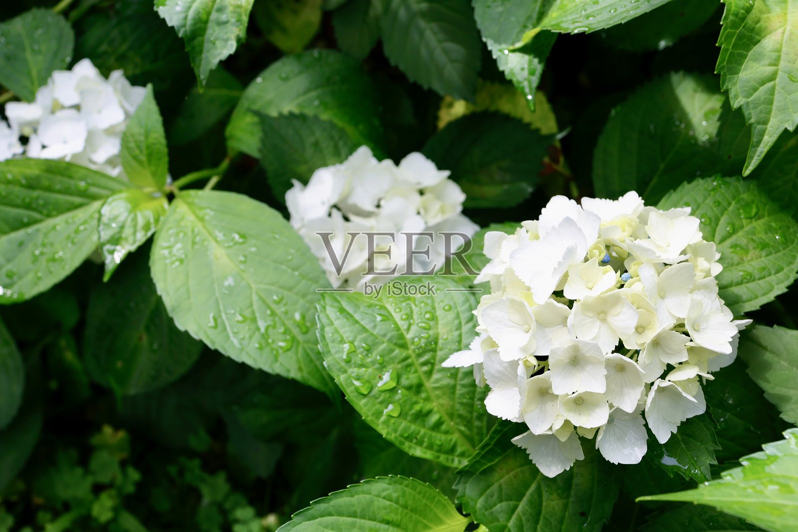 白色绣球花。照片摄影图片