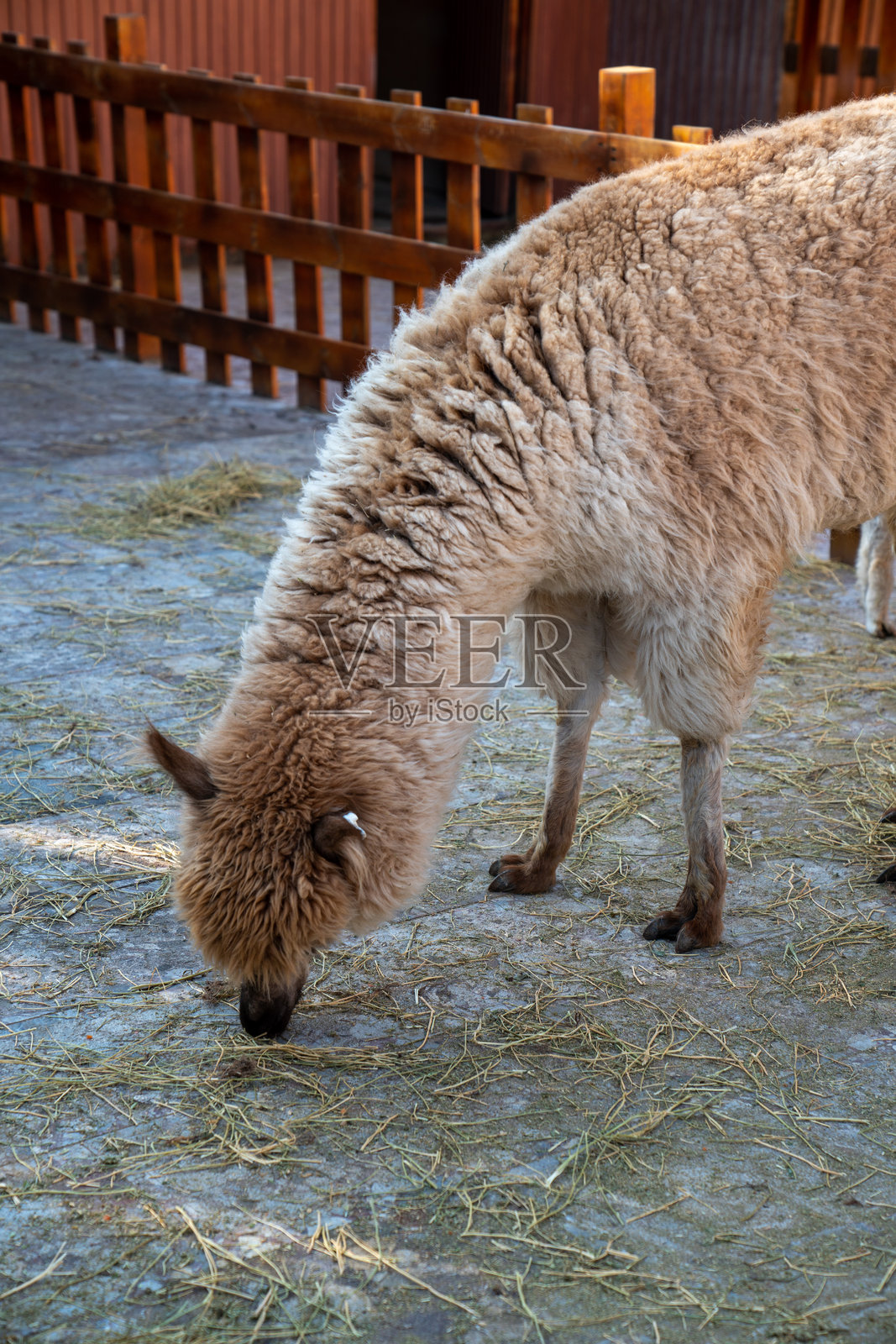 两只羊驼站在谷仓外面照片摄影图片