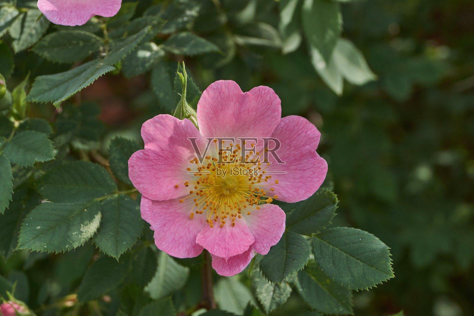 玫瑰果花（拉丁文Rosa）在花园中盛开。照片摄影图片