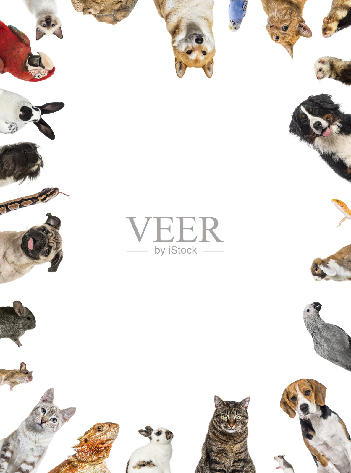 各种宠物围绕着一个空白的白色空间照片摄影图片