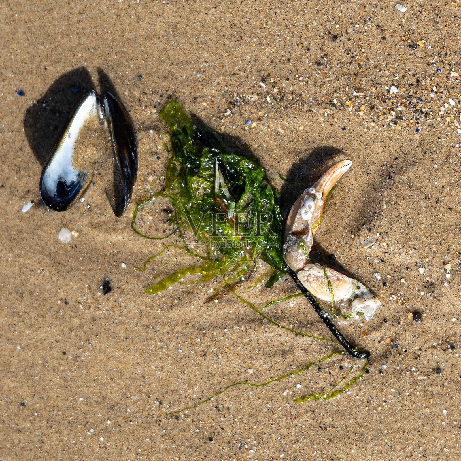海滩生活照片摄影图片