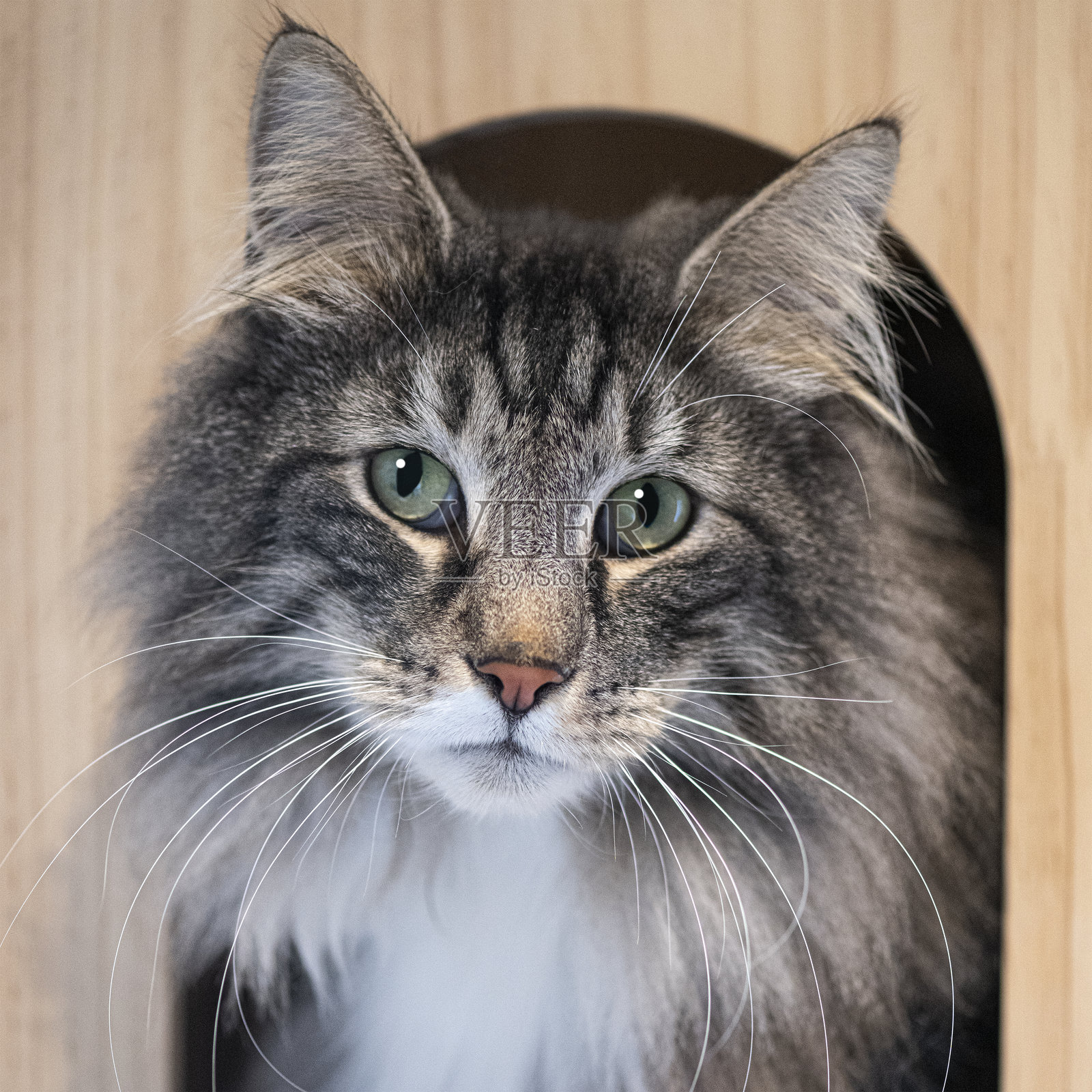 挪威森林猫从它的木屋中用炯炯有神的绿色眼睛凝视着。照片摄影图片