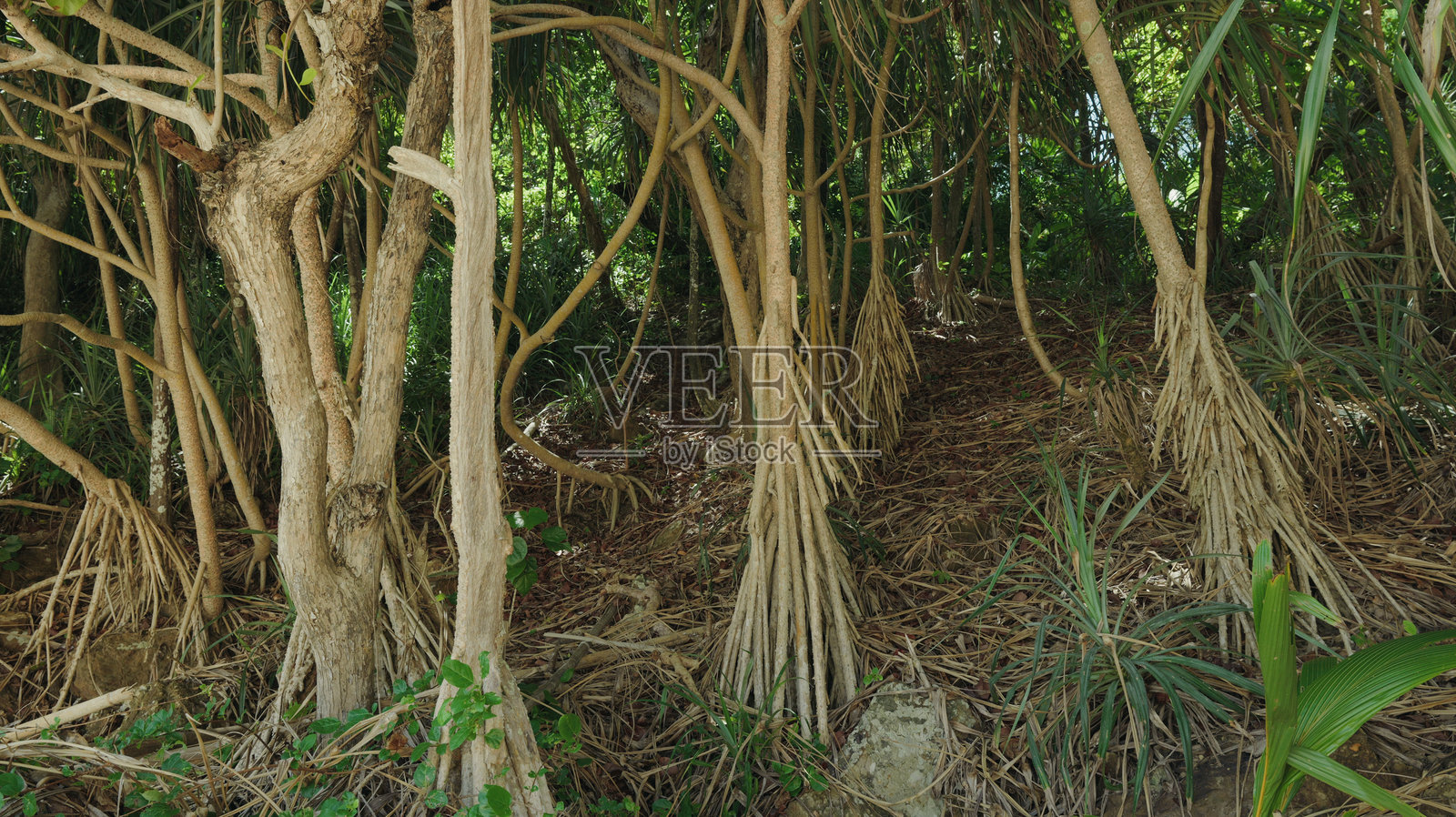 水中的榕树照片摄影图片