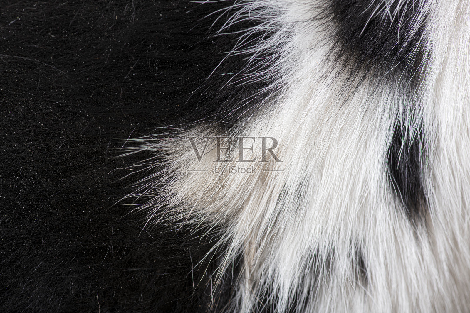 黑白动物毛发的特写，展示了纹理和细节照片摄影图片
