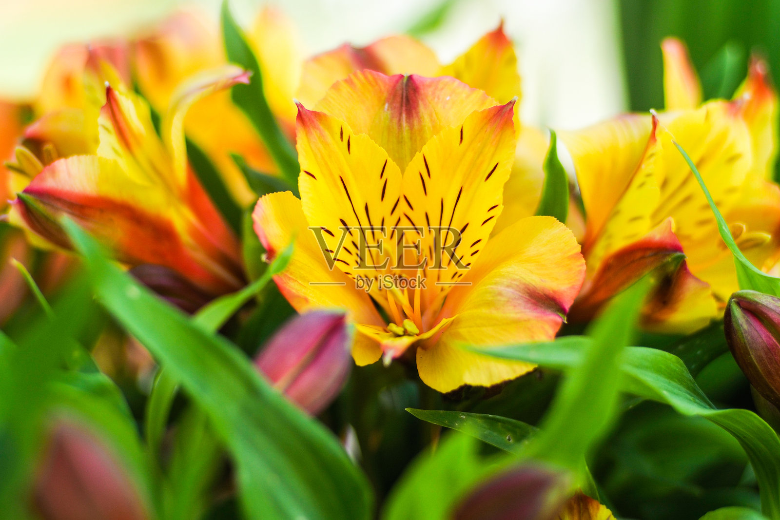 花卉特写镜头照片摄影图片