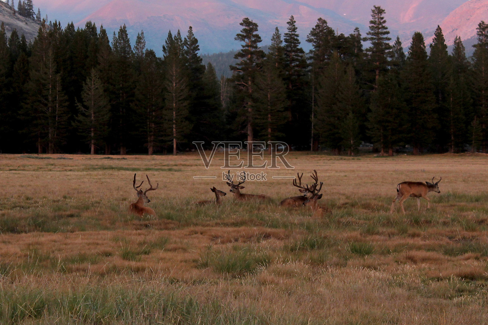 黄昏时分，国家公园内高大树木环绕的宁静草地上，鹿群在悠闲地觅食。照片摄影图片