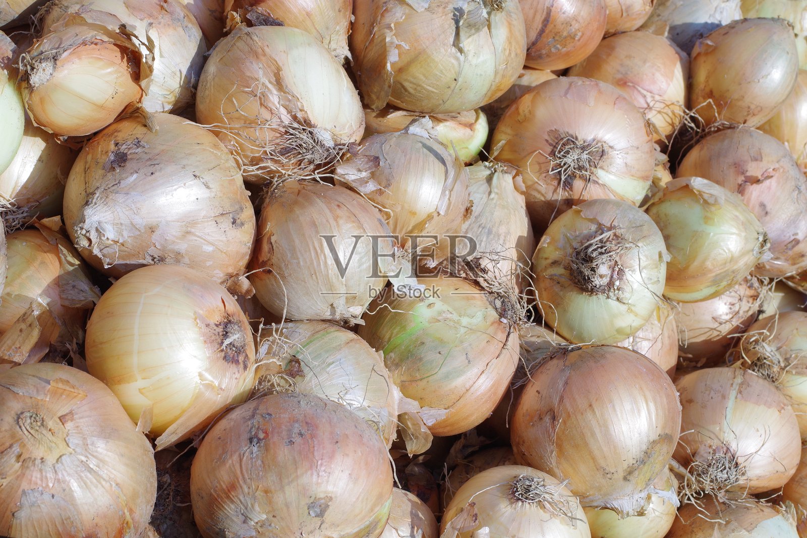 洋葱照片摄影图片