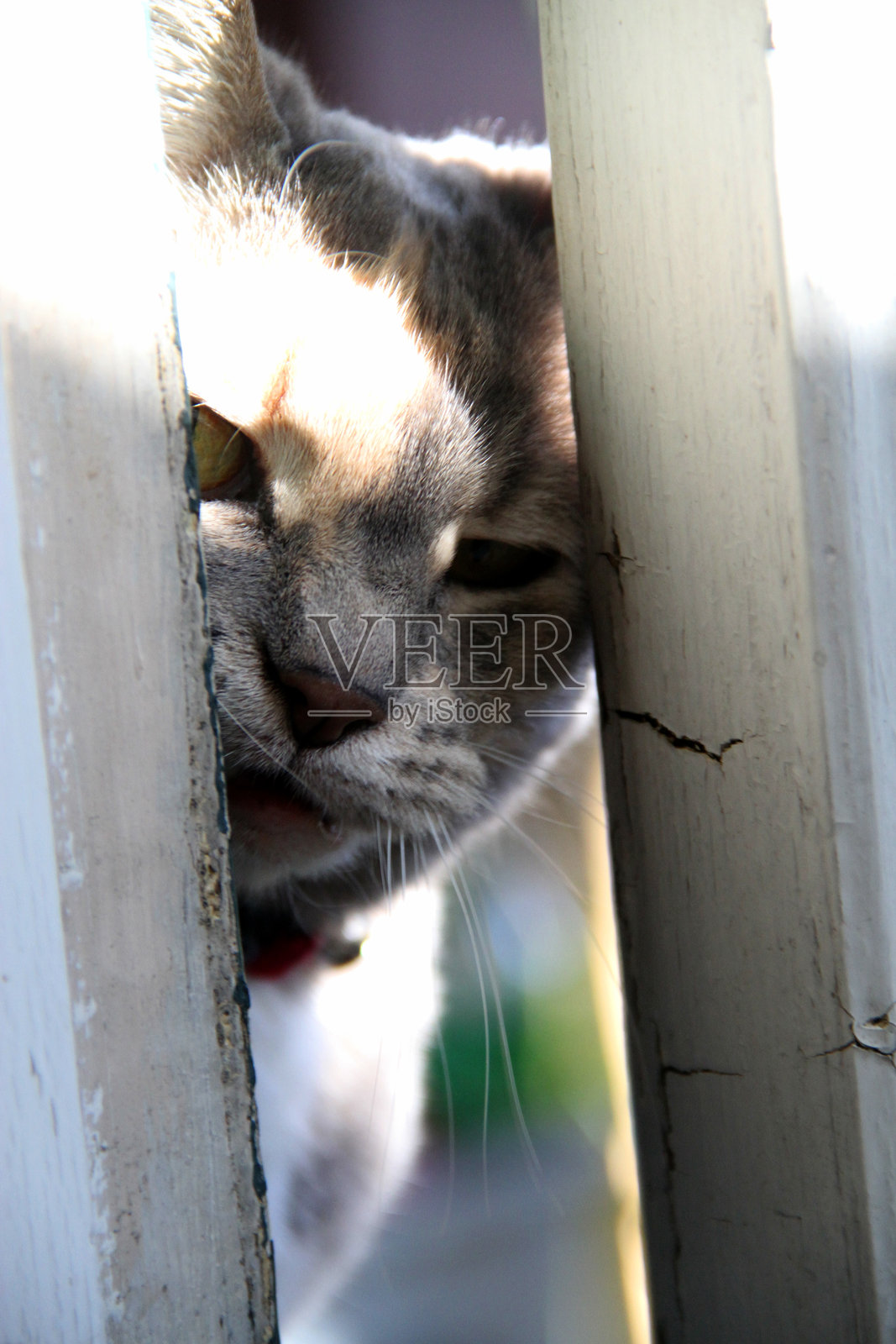 专注的猫脸照片摄影图片