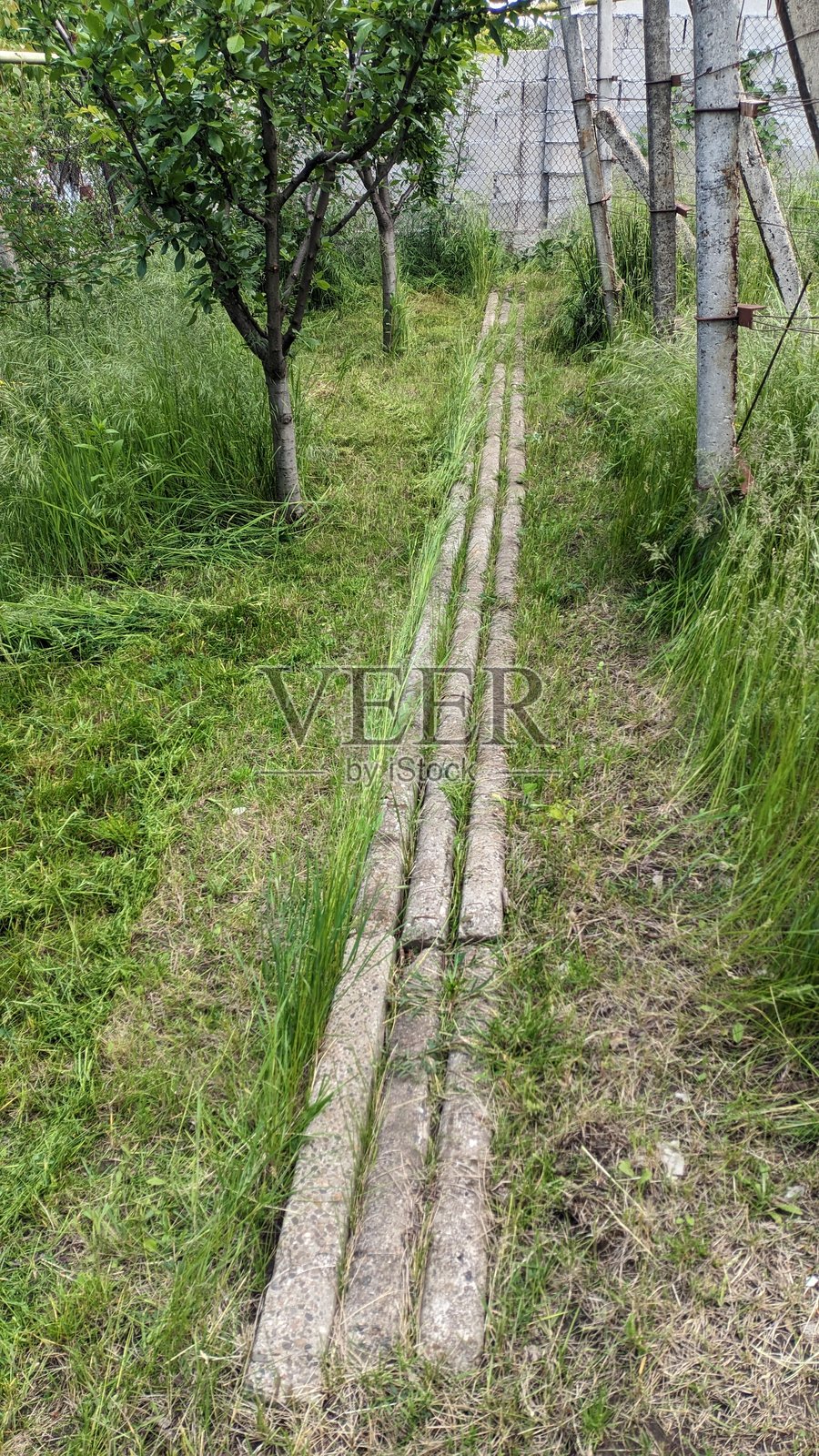 自然中的杂草丛生小径，充满生机的美丽宁静乡村景象照片摄影图片