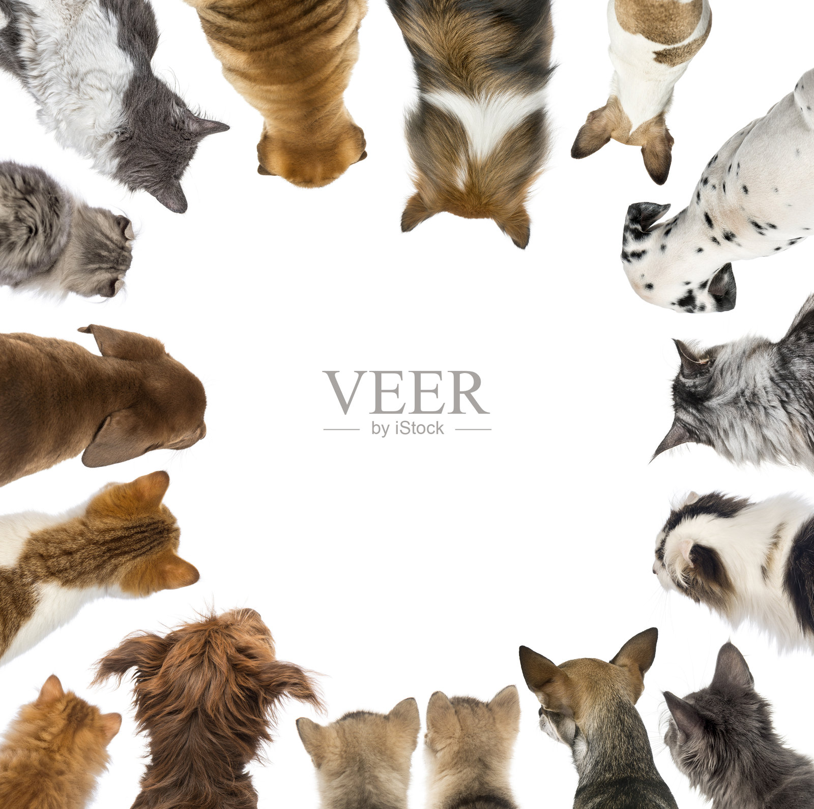 一群猫和狗在白色背景上围成一个圈向下看照片摄影图片