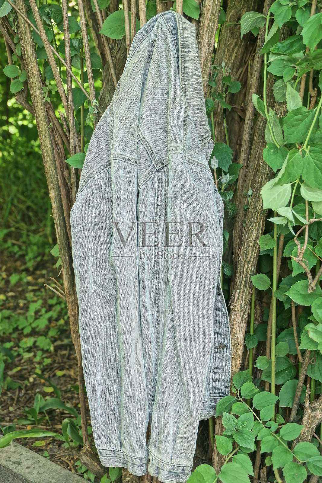 一件灰色棉质夹克挂在灌木的枝条上照片摄影图片