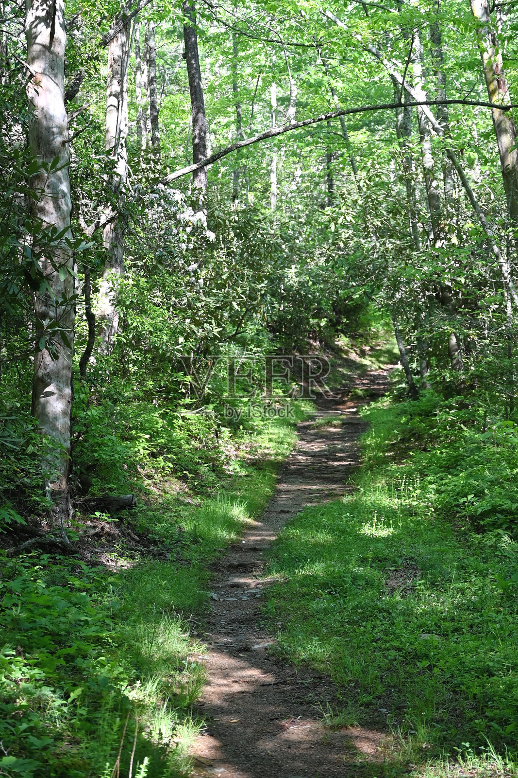 林间小径照片摄影图片