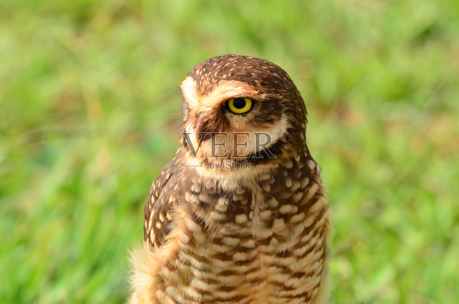 猫头鹰照片摄影图片