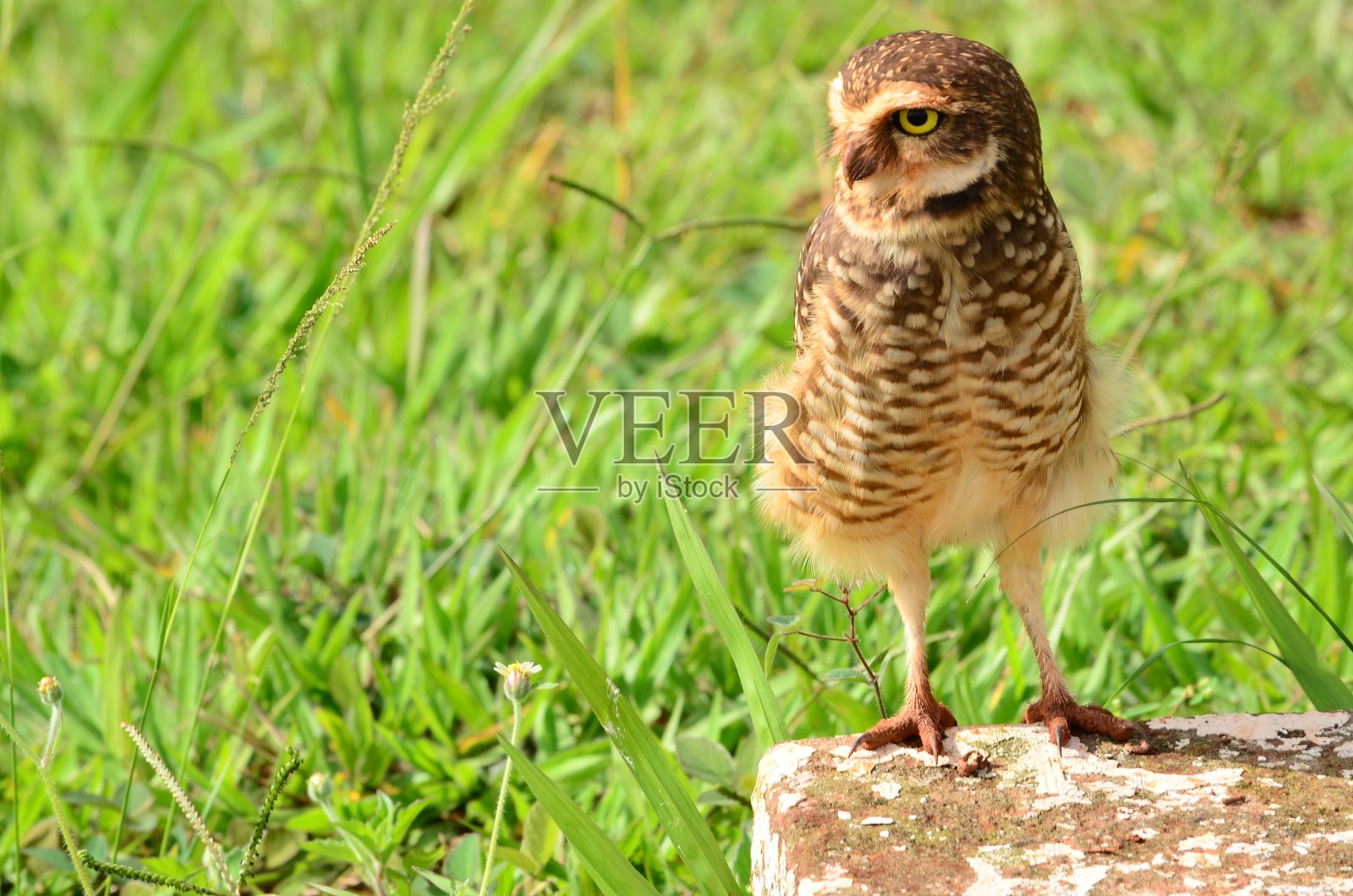 猫头鹰照片摄影图片