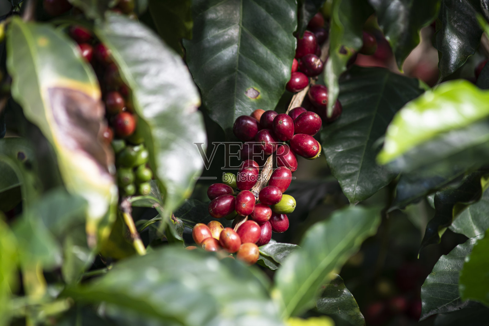 哥伦比亚咖啡豆挂在树枝上照片摄影图片