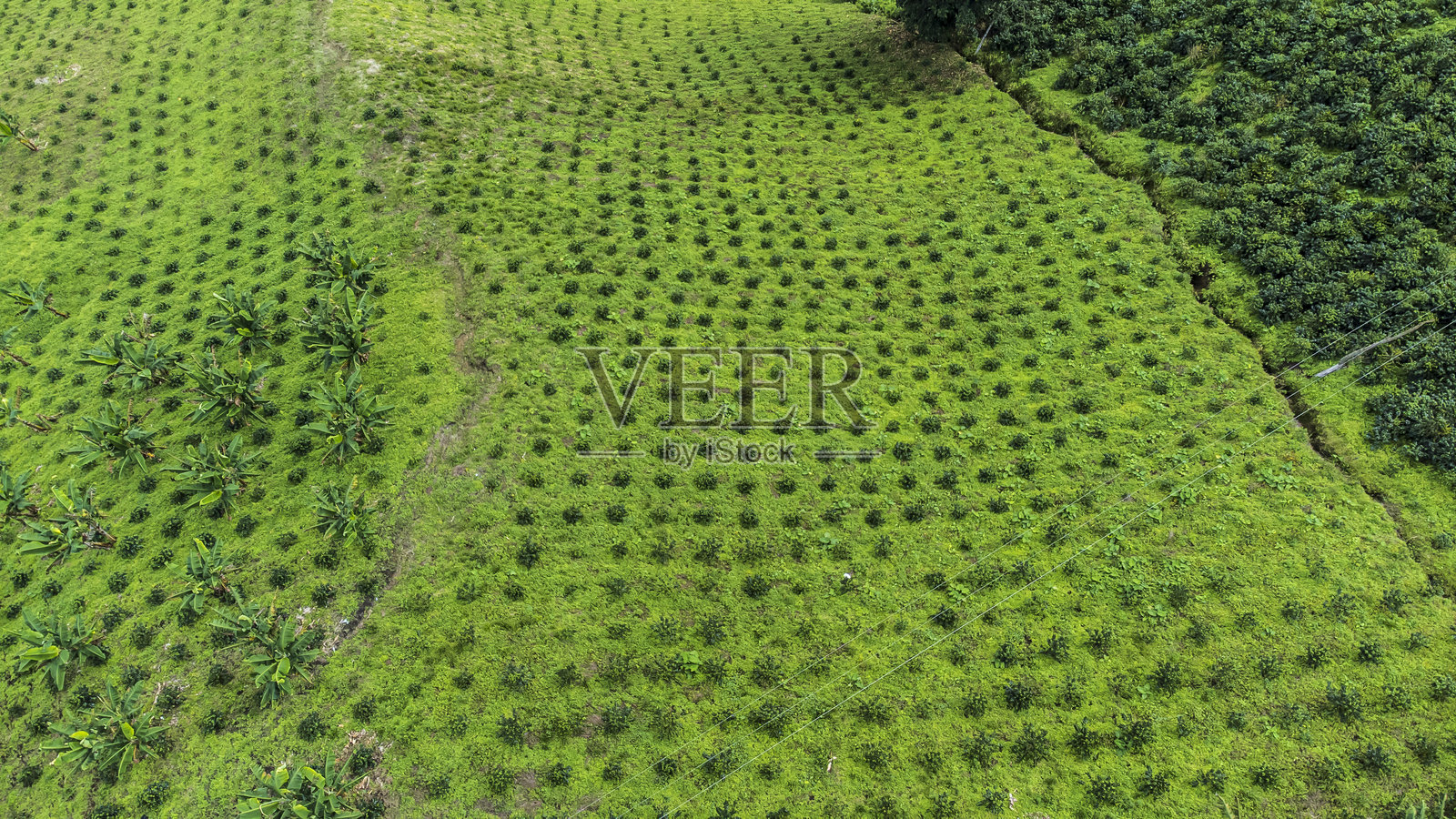 哥伦比亚的咖啡山脉照片摄影图片
