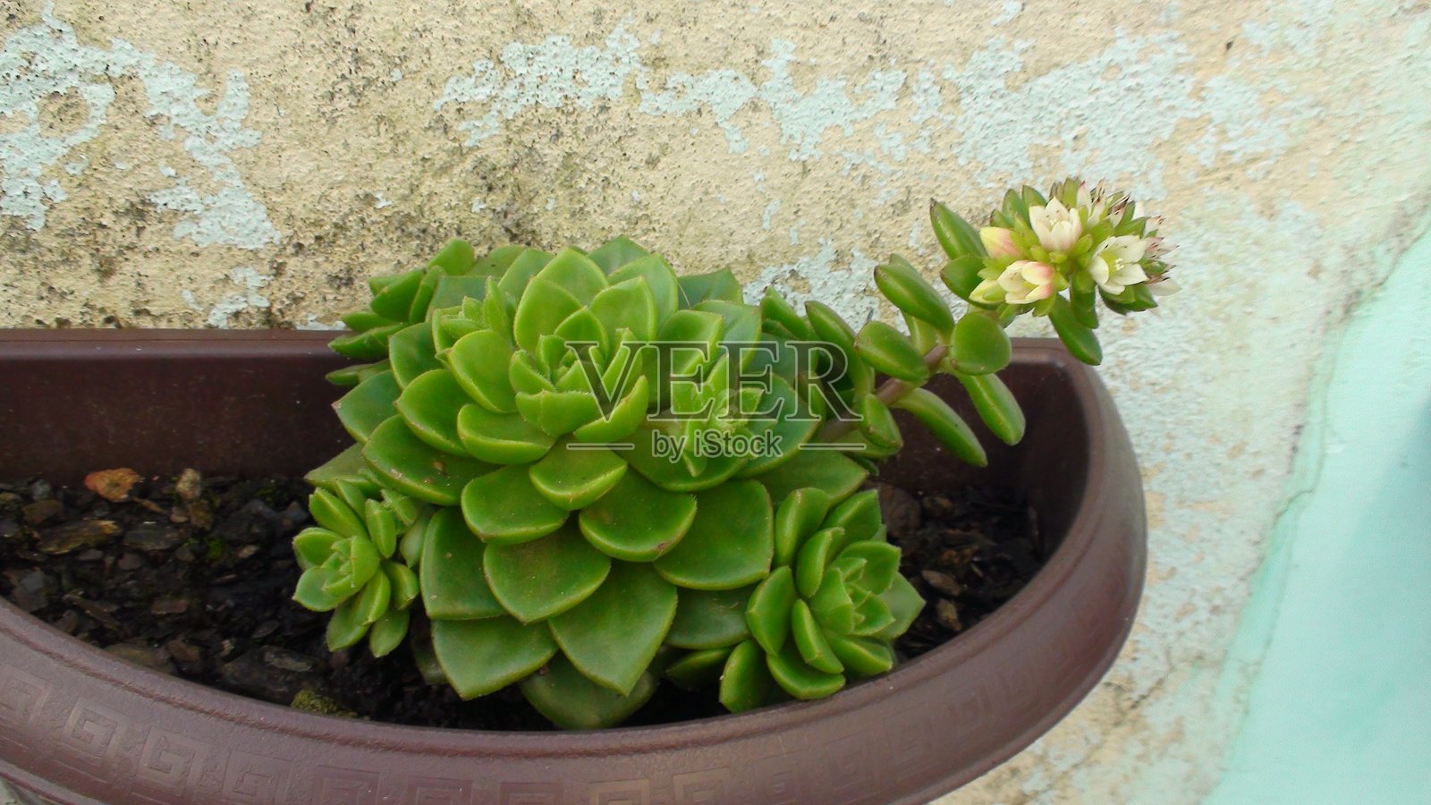 多肉植物花卉照片摄影图片